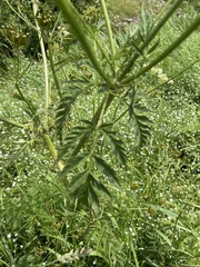 Conioselinum chinense