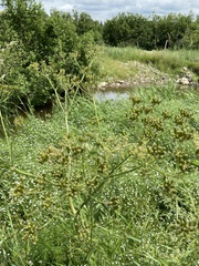 Conioselinum chinense