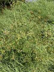 Conioselinum chinense