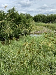 Conioselinum chinense