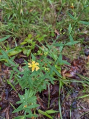 Hypericum virgatum
