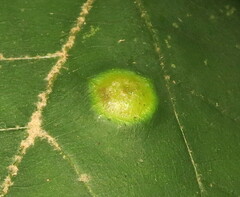 Phylloxera foveola