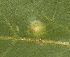 Phylloxera foveola
