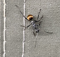 Polyrhachis laboriosa