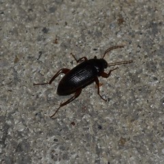 Lobopoda erythrocnemis