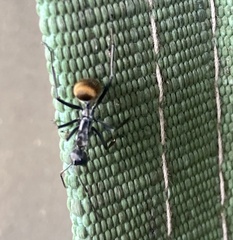 Polyrhachis laboriosa