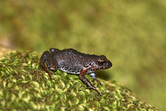 Arthroleptella lightfooti