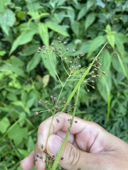 Rhynchospora miliacea