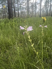 Physostegia purpurea