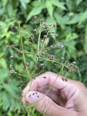 Rhynchospora miliacea