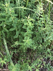 Crotalaria albida