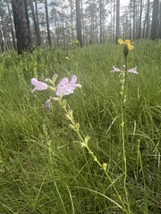 Physostegia purpurea