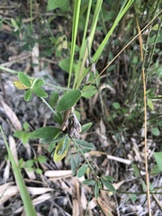 Crotalaria albida