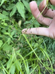 Rhynchospora miliacea