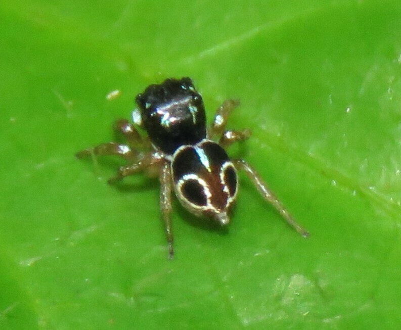 Anasaitis gloriae