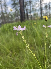 Physostegia purpurea