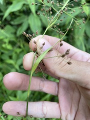 Rhynchospora miliacea