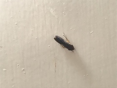 Homalodisca vitripennis