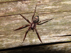 Sagana rutilans