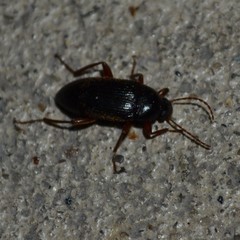 Lobopoda erythrocnemis