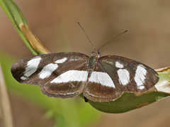 Eresia nauplius plagiata