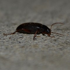 Lobopoda erythrocnemis