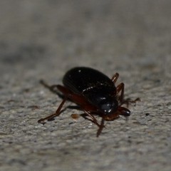 Lobopoda erythrocnemis