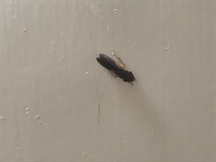 Homalodisca vitripennis