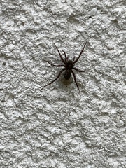 Pardosa