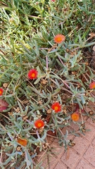 Malephora purpureocrocea