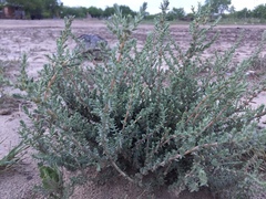 Atriplex matamorensis