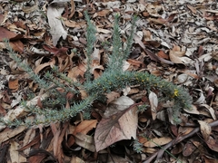 Hibbertia hemignosta