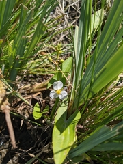 Sagittaria cuneata
