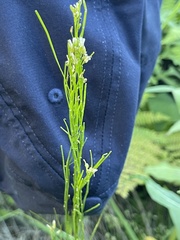 Arabis sagittata borealis