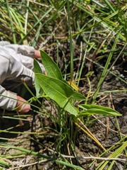 Sagittaria cuneata