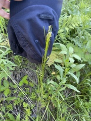 Arabis sagittata borealis
