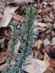 Hibbertia hemignosta