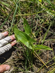 Sagittaria cuneata