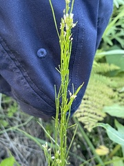 Arabis sagittata borealis