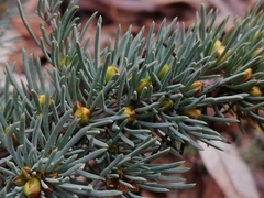 Hibbertia hemignosta