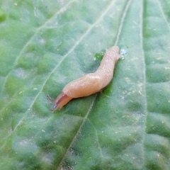 Deroceras