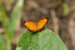 Mazia amazonica