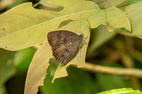 Pseudodebis marpessa