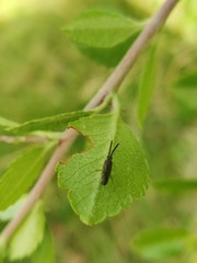 Heterotoma planicornis