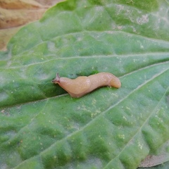 Deroceras