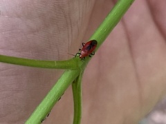 Tropidosteptes cardinalis