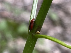 Tropidosteptes cardinalis