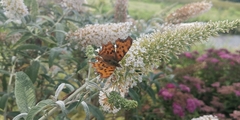 Polygonia c-album