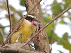 Pitangus sulphuratus