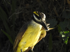 Pitangus sulphuratus